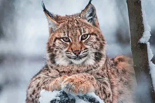 Зараженная бешенством рысь искусала 12-летнюю девочку в детском лагере под Уфой и умерла: видео