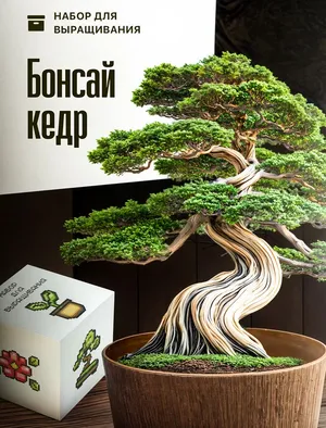 Бонсай набор для выращивания растений Кедр