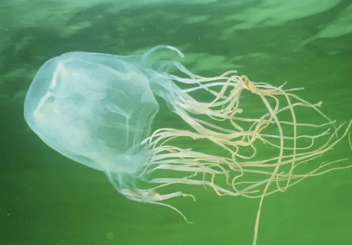 Кубомедуза является самым ядовитым и опасным существом в океане