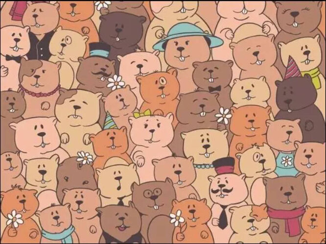Tough but cute test: find a potato among the beavers – only 2% see it