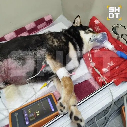 Питомцы Ирины не выжили Питомцы Ирины не выжили