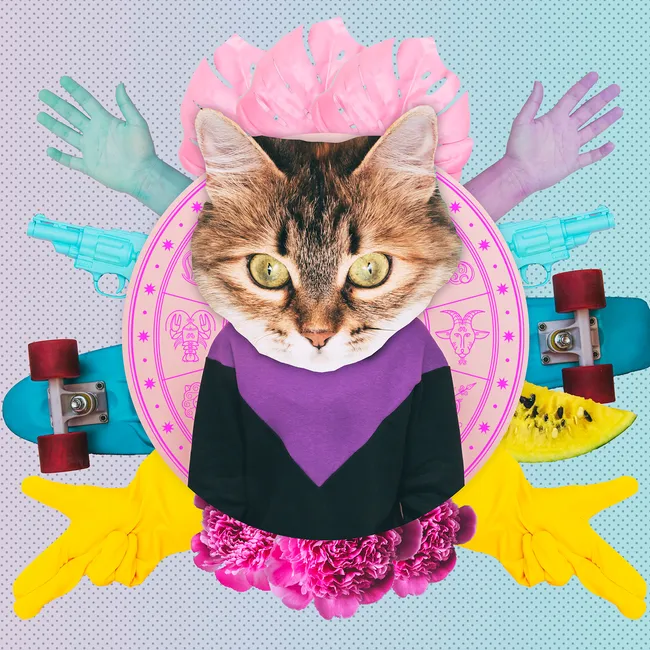 Сфинкс или мейн-кун? Какая ты кошка по знаку зодиака