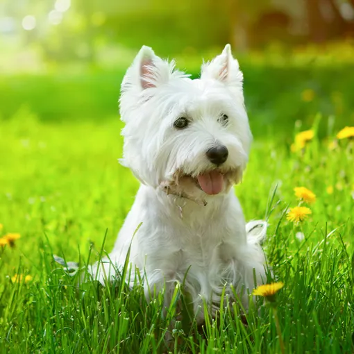 Вест-хайленд-уайт-терьер гипоаллергенные собаки
