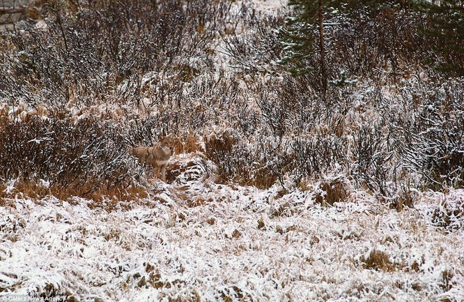 Mindfulness Test: Can You Find a Wolf in a Snowy Forest? Mindfulness Test: Can You Find a Wolf in a Snowy Forest?
