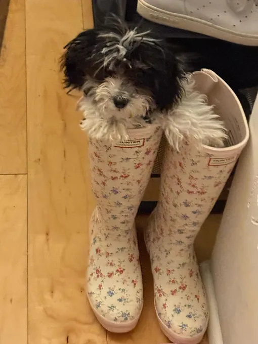 Ирина Шейк завела бишона