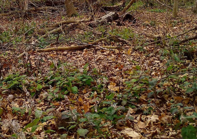 Test that explodes mimemeters: find the little lynx in the photo!