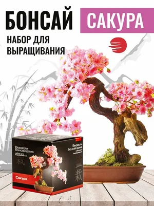 Набор для выращивания «Вырасти бонсай дома. Сакура» Набор для выращивания «Вырасти бонсай дома. Сакура»