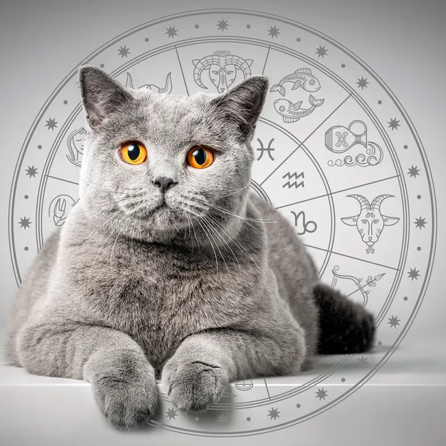 Львам — мейн-кун, Козерогам — британец: какой котик подходит тебе по гороскопу